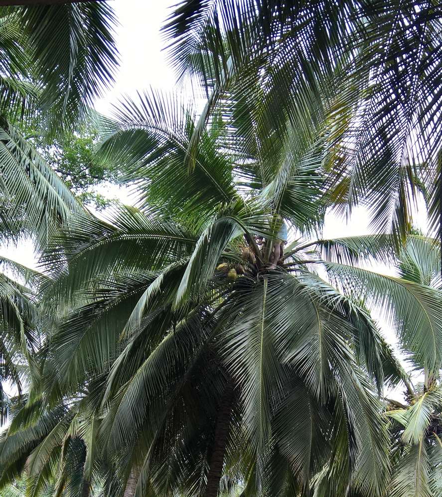 WP 20160705 09 33 50 Pro LI (2)